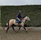 Caballo castrado PRE Pura Raza Espa&ntilde;ola En venta 2023 Isabelo
