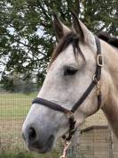 Caballo castrado PRE Pura Raza Espa&ntilde;ola En venta 2023 Isabelo
