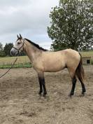 Caballo castrado PRE Pura Raza Espa&ntilde;ola En venta 2023 Isabelo