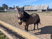Recherche Demi pension 