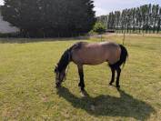 Recherche Demi pension 