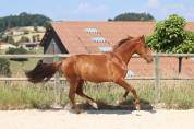 Poulain PRE Pure Race Espagnole Alezan 2024