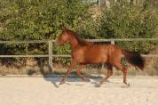 Poulain PRE Pure Race Espagnole Alezan 2024