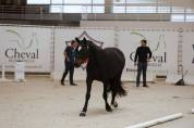 Hongre pfs de 3 ans