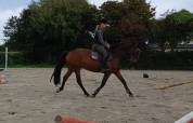 Bel Hongre 1m61 de 5 ans 