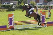 Bel Hongre 1m61 de 5 ans 