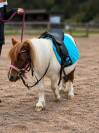 Confiage mini shetland 