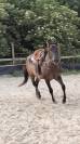 Saillie Quarter Horse Grullo 90% NFQHA