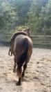 Saillie Quarter Horse Grullo 90% NFQHA