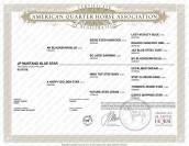 Saillie Quarter Horse Grullo 90% NFQHA