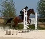PUR-SANG 5ANS PP HONGRE TOP CHEVAL EQUILIBRE ET DRESSE