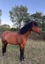 Ponette de loisir 
