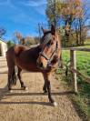 Ponette de loisir 