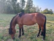Ponette de loisir 