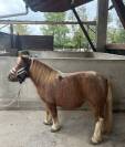 Ponette A 