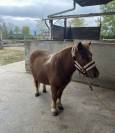 Ponette A 