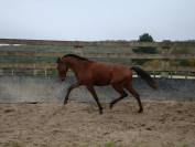A VENDRE PUR SANG LUSITANIEN PP DEBOURRE DE 3 ANS