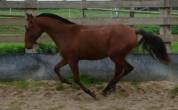 A VENDRE PUR SANG LUSITANIEN PP DEBOURRE DE 3 ANS
