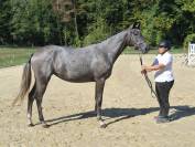 AA femelle 2 ans 