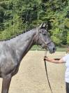 AA femelle 2 ans 