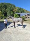 AA femelle 2 ans 
