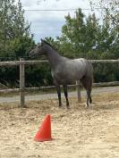 AA femelle 2 ans 