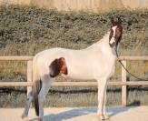Mare KWPN Dutch Warmblood For sale 2023 Tobiano