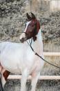 Mare KWPN Dutch Warmblood For sale 2023 Tobiano