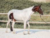 Mare KWPN Dutch Warmblood For sale 2023 Tobiano