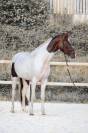 Mare KWPN Dutch Warmblood For sale 2023 Tobiano