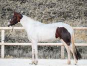 Mare KWPN Dutch Warmblood For sale 2023 Tobiano