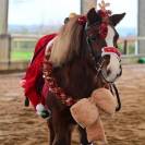 Top ponette Shetland de sport