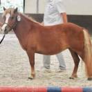 Top ponette Shetland de sport