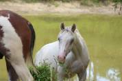 appaloosa few spots de 18 mois