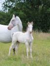 appaloosa few spots de 18 mois