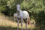 appaloosa few spots de 18 mois