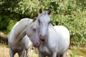 appaloosa few spots de 18 mois