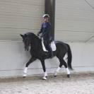 Jeune cheval de dressage Kwpn 