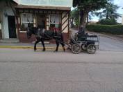 Noukie, jument Percheronne