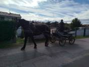 Noukie, jument Percheronne