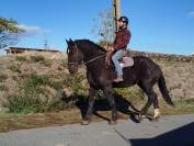Noukie, jument Percheronne