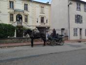 Noukie, jument Percheronne