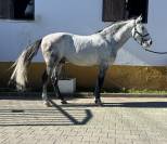 Cavalo Lusitano - PSL