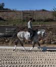 Cavalo Lusitano - PSL