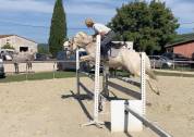Gelding French Saddle Pony For sale 2017 Palomino