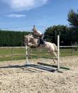 Gelding French Saddle Pony For sale 2017 Palomino