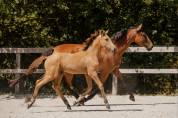 POULICHE - LUSITANIENNE - 5 MOIS - DRESSAGE - FRANCE