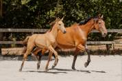 POULICHE - LUSITANIENNE - 5 MOIS - DRESSAGE - FRANCE