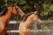 POULICHE - LUSITANIENNE - 5 MOIS - DRESSAGE - FRANCE
