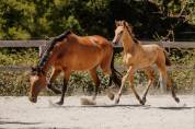 POULICHE - LUSITANIENNE - 5 MOIS - DRESSAGE - FRANCE